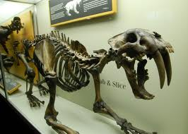 Illustration for article titled Caturday - Smilodon Edition